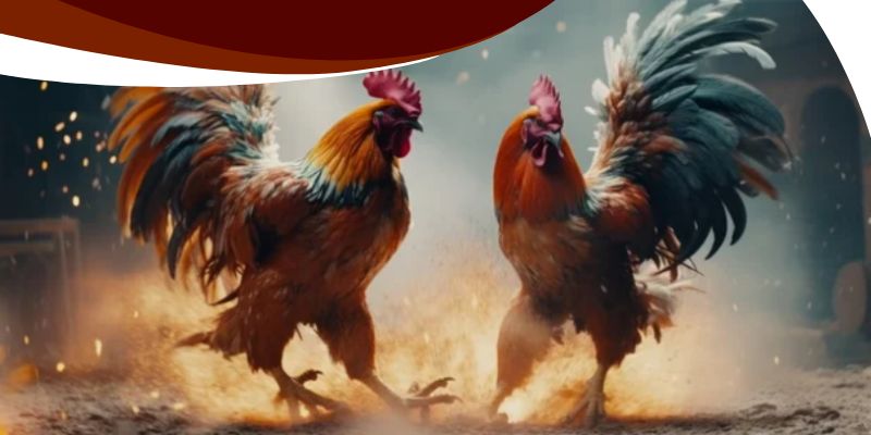 Đá Gà Cựa Sắt Campuchia WW88 – Thách Thức Giới Cao Thủ! 2 Giới thiệu về trận đá gà cựa sắt Campuchia tại WW88