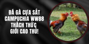 Đá Gà Cựa Sắt Campuchia WW88 – Thách Thức Giới Cao Thủ!