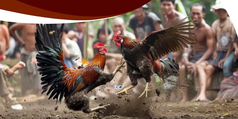 Kèo Đá Gà Ăn 6 WW88 – Cơ Hội Nhân Đôi Số Tiền Cực Hấp Dẫn! 2 Cách cao thủ đọc vị chiến kê để chốt kèo đá gà ăn 6 chuẩn
