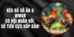 Kèo Đá Gà Ăn 6 WW88 – Cơ Hội Nhân Đôi Số Tiền Cực Hấp Dẫn!