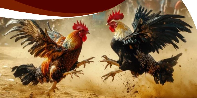 Live Đá Gà Thomo WW88 – Nhận Kèo Cực Chuẩn, Thắng Cực Hời! 2 Cách tận dụng dữ liệu trực tiếp để nâng tỷ lệ thắng cược