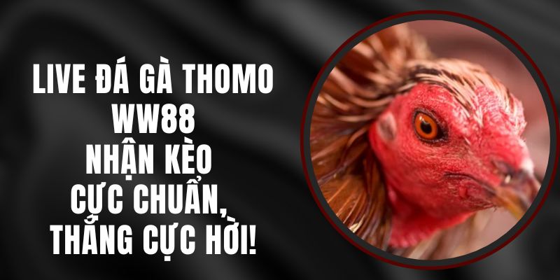 Live Đá Gà Thomo WW88 – Nhận Kèo Cực Chuẩn, Thắng Cực Hời!
